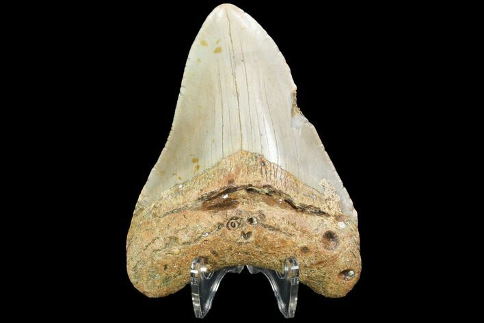 Fossil Megalodon Tooth - North Carolina #99332